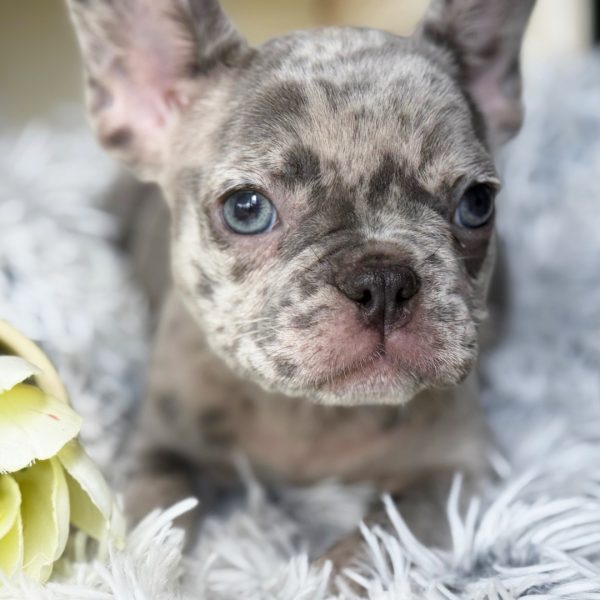 Troy, French Bulldog
