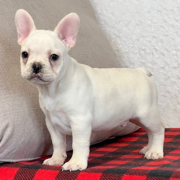 Dozer, French Bulldog