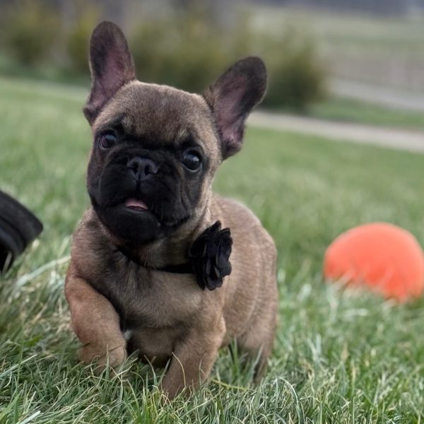 Desiel, French Bulldog