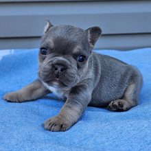 Cypress, French Bulldog