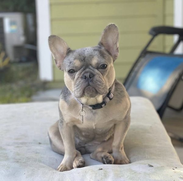 Ophelia, French Bulldog