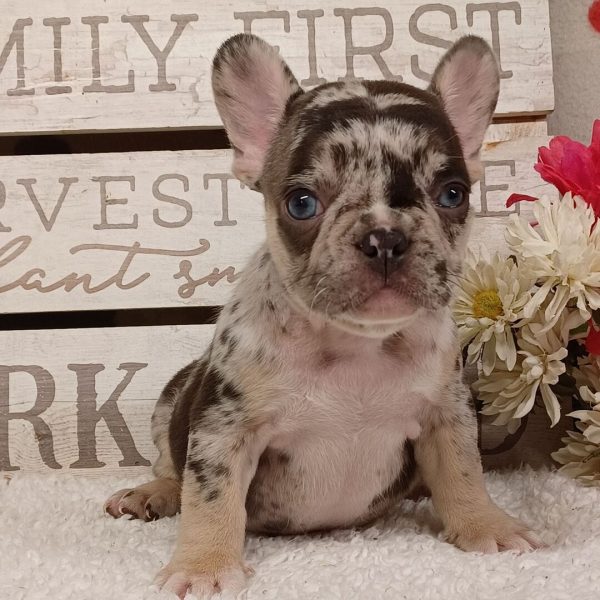 Marshall, French Bulldog