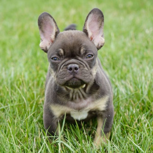 Betty, French Bulldog