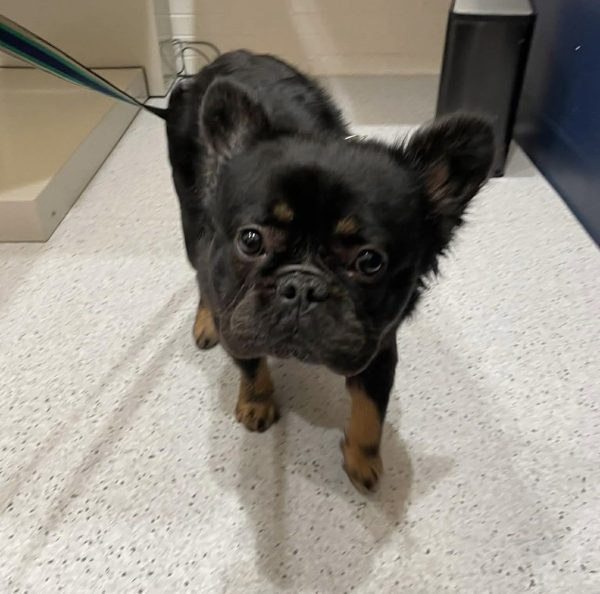 Ziggy, French Bulldog