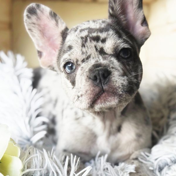 Gabriel, French Bulldog